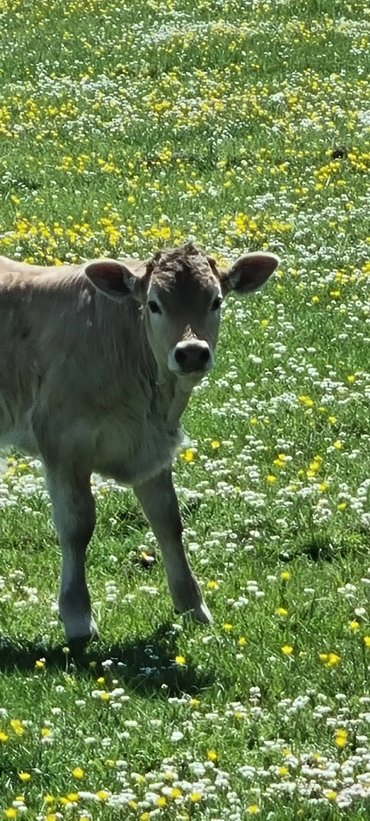 Une petite Bazadaise locataire des prairies
